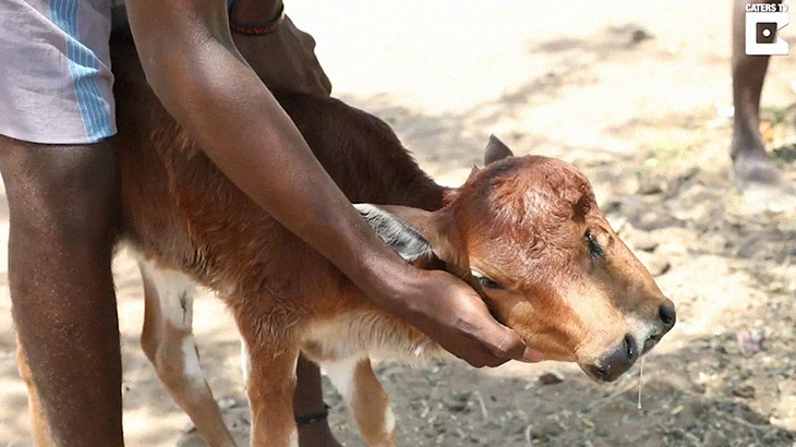【衝撃映像】2つの顔を持って生まれた子牛。