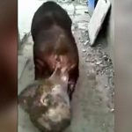 【衝撃映像】キンタマがめちゃくちゃデカイ豚。