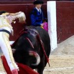 「マタドール v.s 闘牛」の真剣勝負。剣を突き刺されて膝から崩れる闘牛。