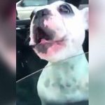 テノール過ぎる犬が撮影される。