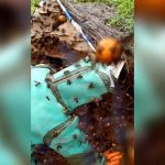 スズメバチの巣から幼虫を取り出して食べる村人たち。