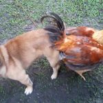 子犬とセックスした雄鶏、抜けなくなる。