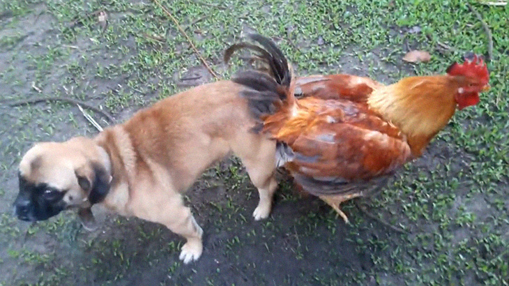 子犬とセックスした雄鶏、抜けなくなる。