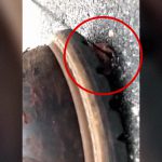 足で踏み潰したら血が吹き出たこの生き物、ダニだそうです･･･。