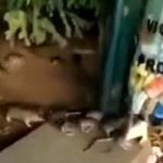 【衝撃映像】パリの街、ネズミだらけだった･･･。