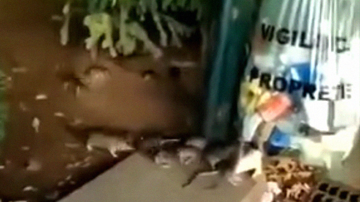 【衝撃映像】パリの街、ネズミだらけだった･･･。