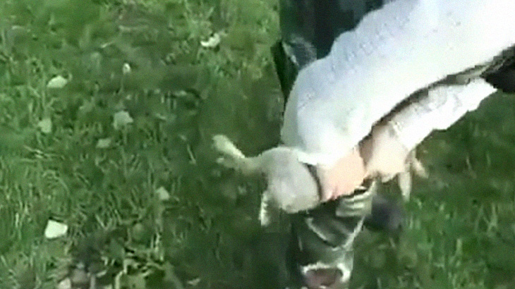 【閲覧注意】ハンター「仕留めたウサギの内臓はこうやって搾り取るよ！」