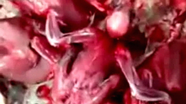 【閲覧注意】生きたまま皮を剥がされる大量のウズラ･･･。
