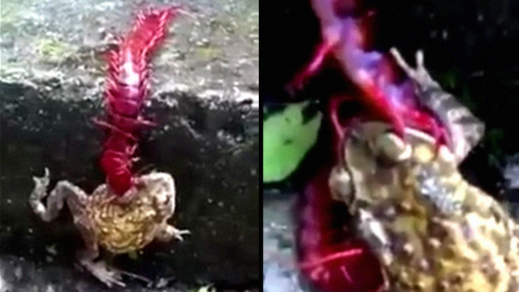 カエルを捕食する毒々しい見た目をしたムカデ。