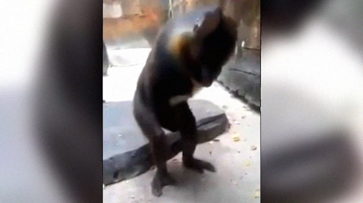 動物園のサルがオ●ニーする様子を大爆笑しながら撮影する来園者。