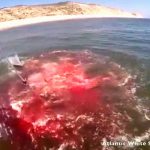 アザラシさん、ホホジロザメに食われて海面が血まみれに･･･。