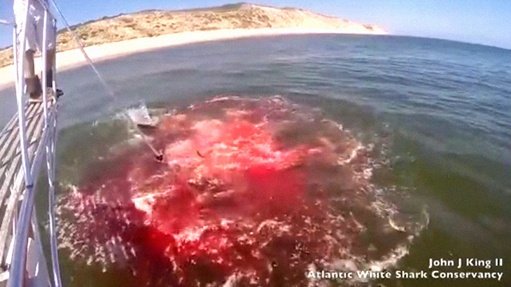 アザラシさん、ホホジロザメに食われて海面が血まみれに･･･。