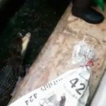 ワニ飼育場のお兄さん、1匹のワニ捕獲中に別のワニにふくらはぎの肉を抉られてしまう･･･。