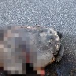 道路を横切るカメを見つけたドライバー、わざとタイヤで踏み潰して走り去る･･･。