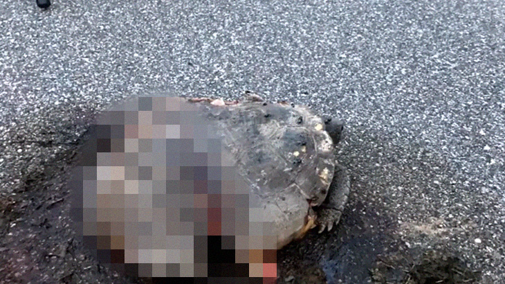 道路を横切るカメを見つけたドライバー、わざとタイヤで踏み潰して走り去る･･･。