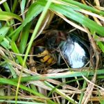 セミをムシャムシャ食べるスズメバチさん･･･。