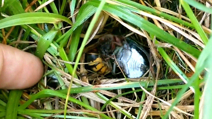 セミをムシャムシャ食べるスズメバチさん･･･。