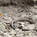 【衝撃映像】ヘビさん、生きたまま小鳥に内臓を食われてしまう･･･。