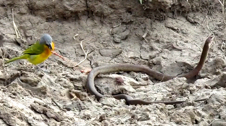【衝撃映像】ヘビさん、生きたまま小鳥に内臓を食われてしまう･･･。