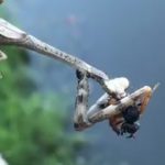 カマキリが捕食するだけの映像。