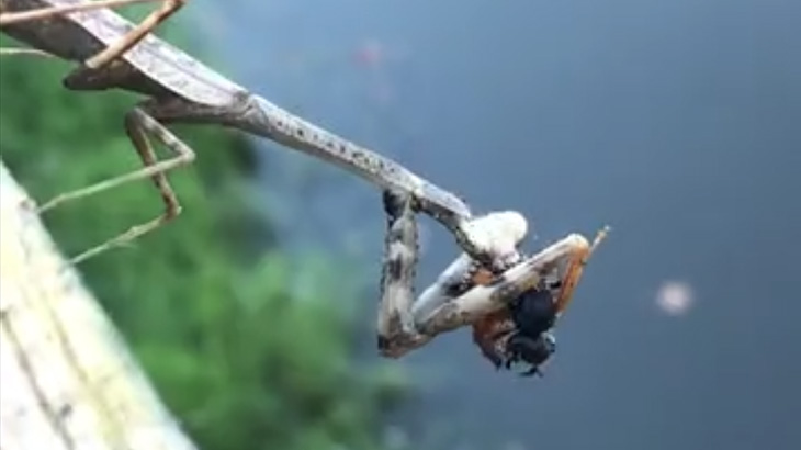 カマキリが捕食するだけの映像。