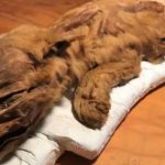 カナダで5万年前の動物の死骸が発見される。