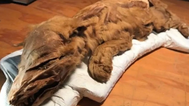 カナダで5万年前の動物の死骸が発見される。