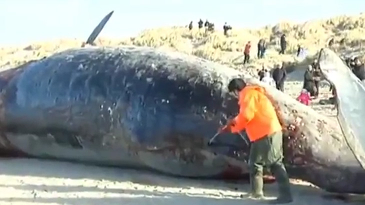 死んだクジラの身体にナイフで切り込みを入れた途端、大爆発するアクシデント。