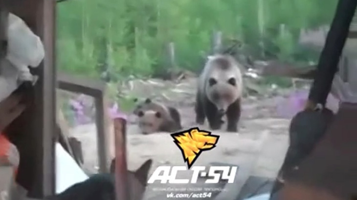 【衝撃映像】子熊に吠えまくる犬を撮影していたところに母親クマが現れて･･･。