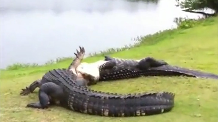 【衝撃映像】巨大ワニ vs 巨大ワニ。これもう恐竜だわ･･･。