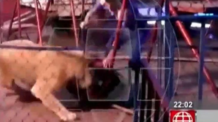 【衝撃映像】サーカスにてステージに上げられた観客がライオンに襲われてしまうアクシデント。