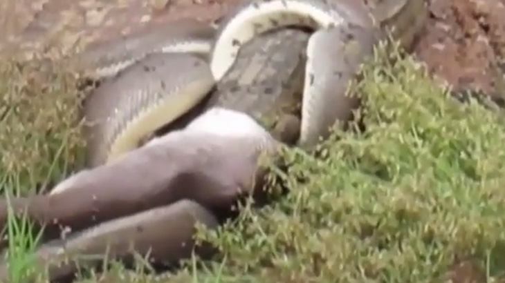 【衝撃映像】超巨大なヘビ、ワニを丸呑みにしてしまう･･･。