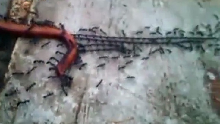 まるで綱引きのようにミミズを引っ張るアリの大群。