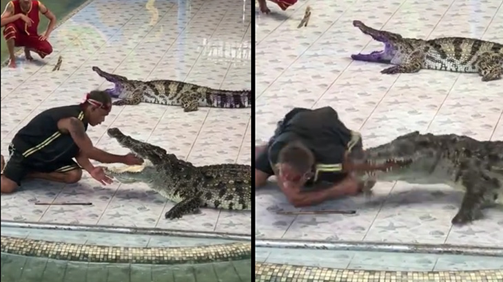 ワニの口に腕を突っ込むパフォーマンス中に腕を引き裂かれてしまった飼育員。