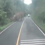 【恐怖】バイクに乗っていた男性、ゾウに襲われそうになる･･･。