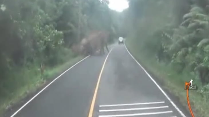 【恐怖】バイクに乗っていた男性、ゾウに襲われそうになる･･･。