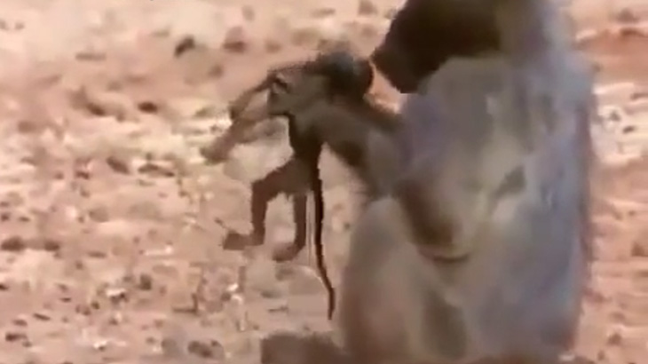 ワニに襲われたサルの家族、赤ちゃんを殺されてしまう･･･。