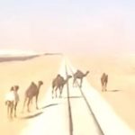 【衝撃映像】線路を横切ろうとしたラクダ、轢かれてしまう。