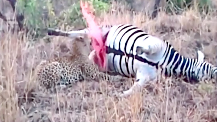 死んだシマウマを食べるヒョウ、突然吹き出した血しぶきにビックリ。