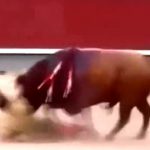 【衝撃映像】闘牛の角で喉を突き刺されてしまった闘牛士。