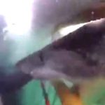 【衝撃映像】ホホジロザメを間近で体験するツアー、めちゃくちゃ怖い･･･。