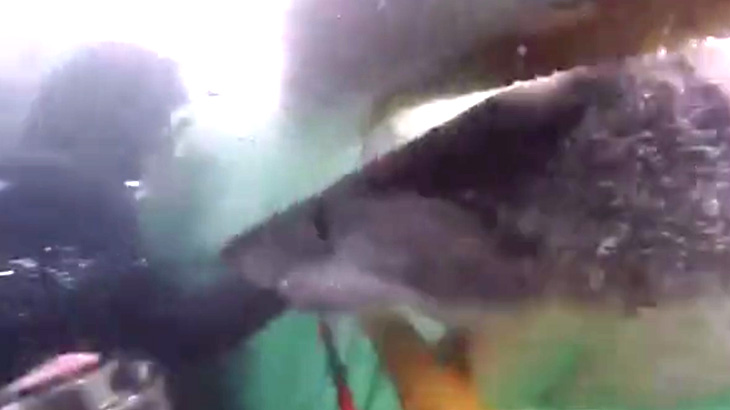 【衝撃映像】ホホジロザメを間近で体験するツアー、めちゃくちゃ怖い･･･。