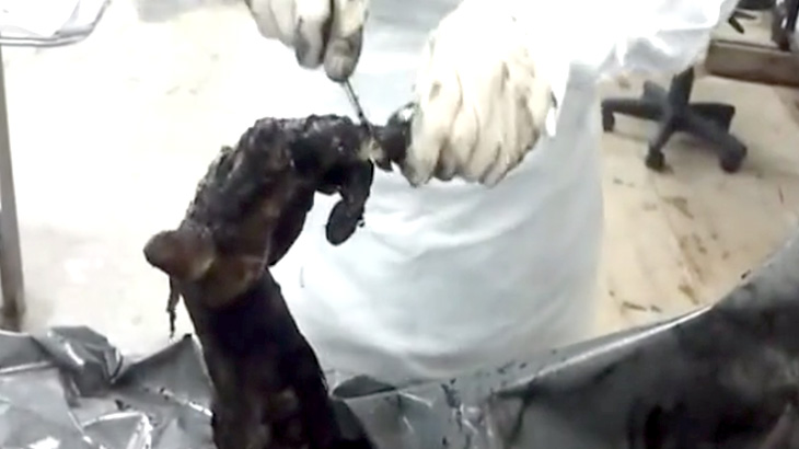 【閲覧注意】黒焦げになった死体の検死解剖、めっちゃ大変そう･･･。