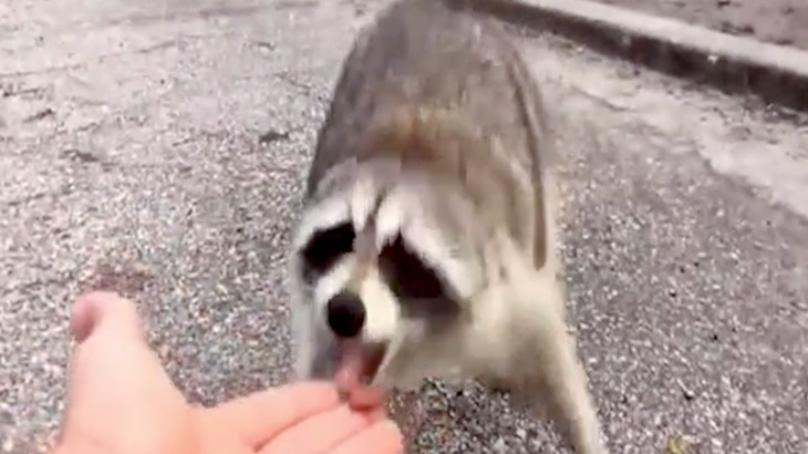 アライグマに気軽に近づいてはいけない理由･･･。