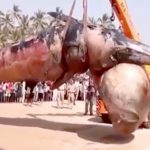 【衝撃映像】浜辺に打ち上げられたクジラの死体を回収する映像。