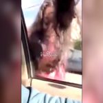 彼女の髪の毛が車のドアに挟まった状態で発進させる男。