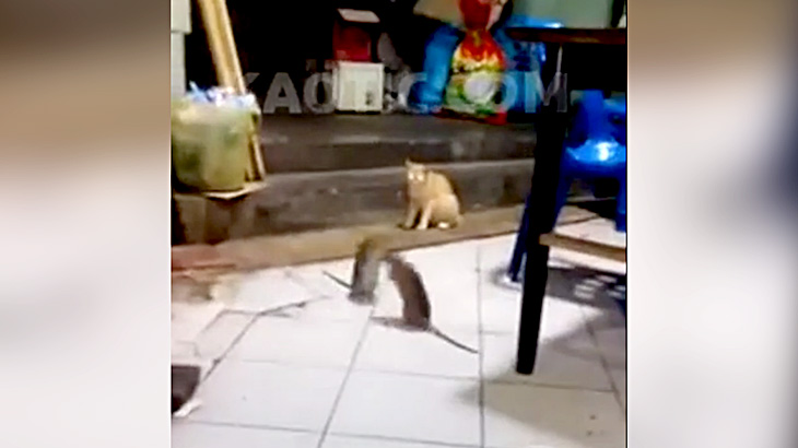 2匹の巨大ネズミの喧嘩を我関せず見守るネコ。