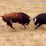 【衝撃映像】2頭の闘牛が頭突きでダブルノックアウトする瞬間。