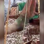 漁師さん、漁網でオットセイを釣り上げてしまう。