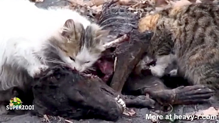 捕食動画 犬の死体を食べる2匹のネコ カルマニマ
